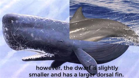Dwarf Sperm Whale Telegraph
