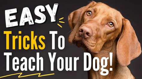 10 Impressive And Easy Dog Tricks To Teach Your Dog They Are Easier