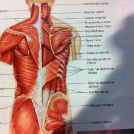 The muscles of the back can be divided in three main groups according to their anatomical position and function. 9. Deep Muscles of the Back at Temple University - StudyBlue