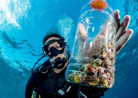 Marine Biologist Collecting Coral Eating Snails Shane Gross