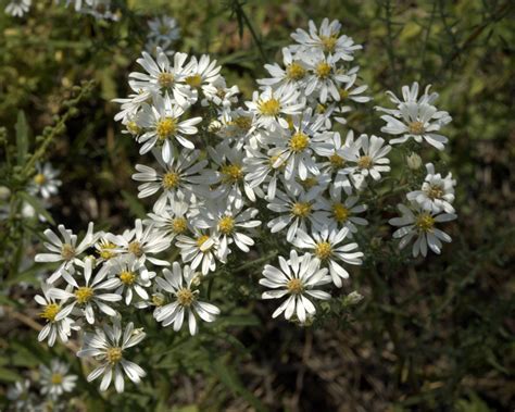 The city is in the east bay, with easy access to many major cities such as san francisco, oakland, sacramento, and san jose. Flowers, Walnut Creek, Pinetop, Arizona | After waiting ...
