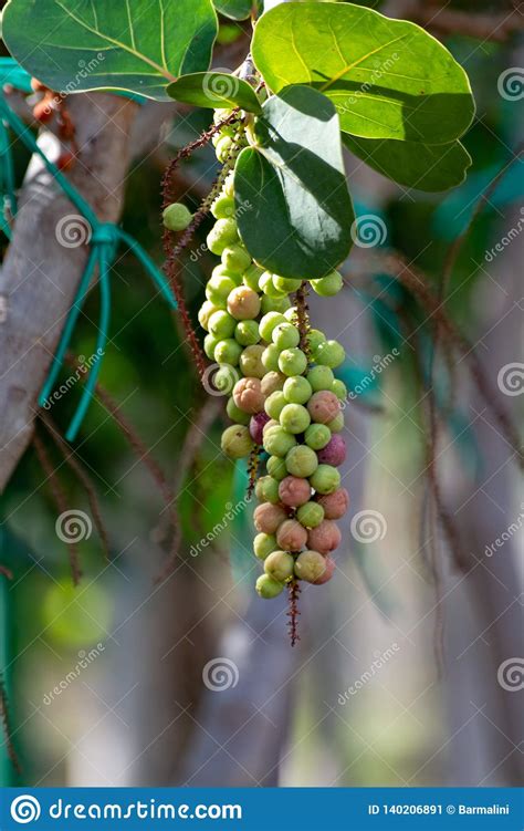 Planta Tropical Con Las Frutas Cierre Del Uvifera De Coccoloba De La