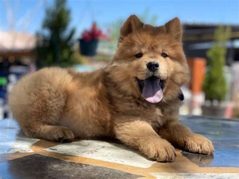 Male Chow Chow Puppy For Sale Burbank Puppies For Sale Near Me