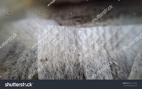 Smokeless Tobacco Pouches Closeup Photo Stock Photo 661144744