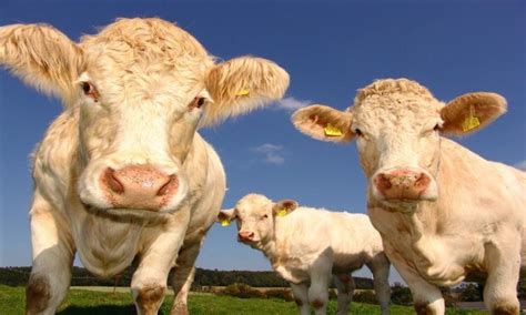 The number of farm animals in Croatia drops in 2018 - The Dubrovnik Times