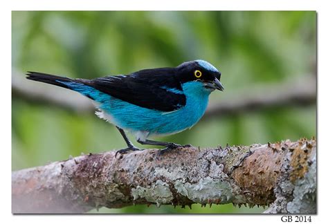 The following other wikis use this file: BLACK-FACED DACNIS