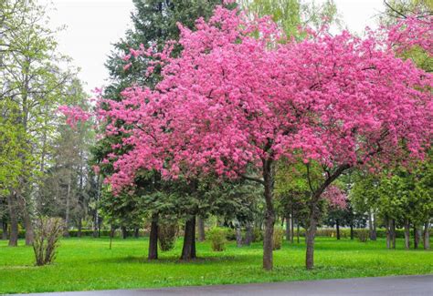 12 Pink Flowering Trees That Add A Feminine Flair To Your Garden