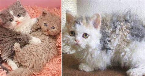 curly haired cat breed  growing  popularity due   long luscious fur