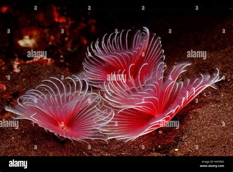 Feather Duster Worms Sabellastarte Sp Bali Indian Ocean Indonesia