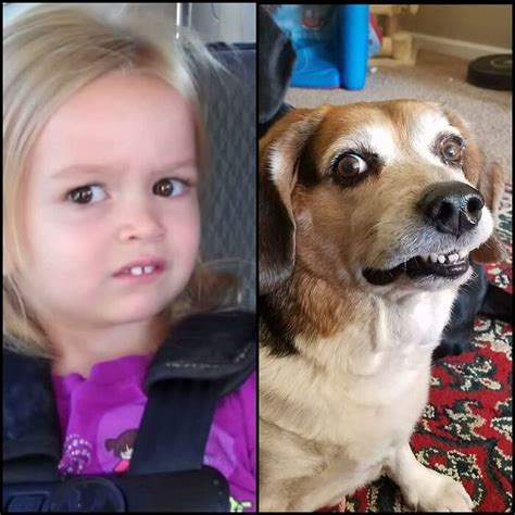 People Are Submitting Pics Where Their Dogs Look Like Something Else