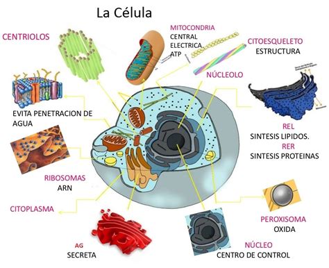 27 Mapa Conceptual De Las Celulas Eucariotas Image Mapa Mentos Images