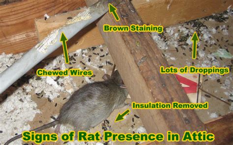 There are risks using any rodenticide and you should. Photos of Damage from Rats Living in Attics and Buildings ...