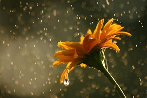 Beautiful Picture And Wallpaper Of Flower In Rain Rain And Flowers
