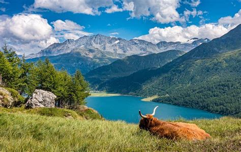 Free Image on Pixabay - Lake, Cow, Highland Cattle, Animal | Mountain ...