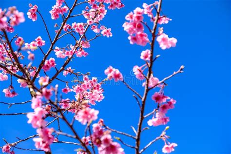 Pink Cherry Blossom Against Blue Sky Stock Photo Image Of Summer