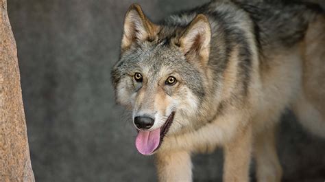 The Meaning And Symbolism Of The Word Wolf
