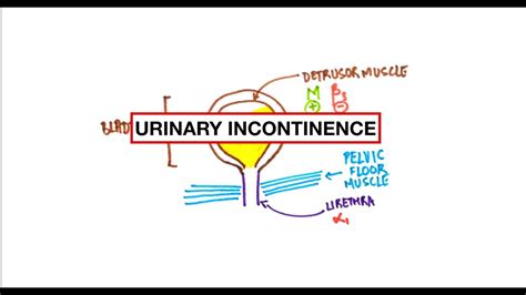 Urinary Incontinence Stress Urge Overflow Pathophysiology