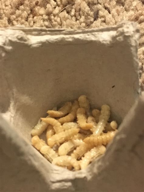 Look At These Beautiful Mealworm Pupaes Rentomology
