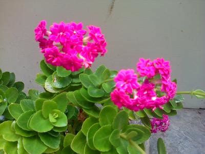 Let's take a look at 10 succulents with lovely flowers. Pink flowered succulent