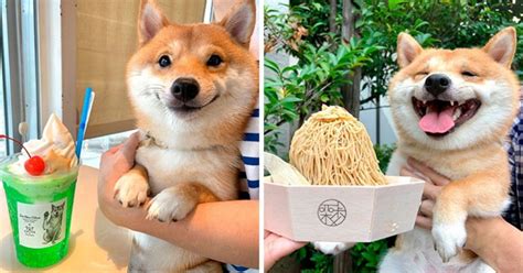 The shiba inu (柴犬, japanese: Smiling Shiba Inu Goes Viral For His Love Of Seeing Food