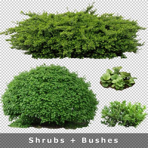 A shrub can have multiple stems from the bottom up. Cutout Plants V01 - Graphics for Architecture Visualization