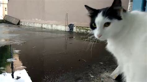 The italians arrive in the same. Cats watching the rain - YouTube
