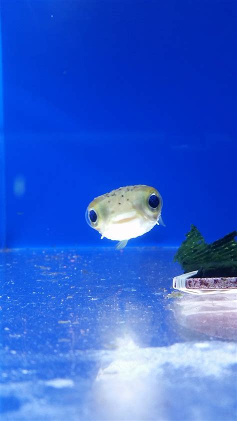 Baby Pufferfish Raww
