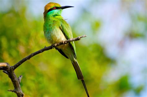 Animal Bee Eater 4k Ultra Hd Wallpaper