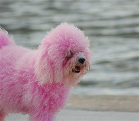 Bunter Hund D Rosa Pink