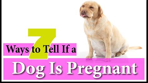 7 Ways To Tell If A Dog Is Pregnant 2018 Week By Week Calendar Youtube