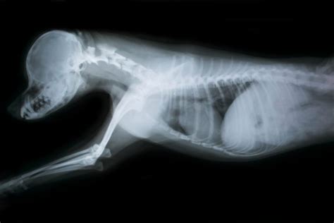 Signs And Symptoms Of Pneumonia In Dogs Facty