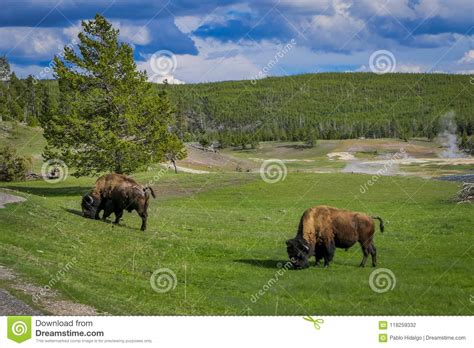 Beautiful Outdor View Of Two Beautiful Bisons Grazing On A Field With