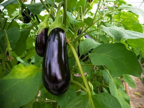 Planting And Growing Eggplant Hgtv