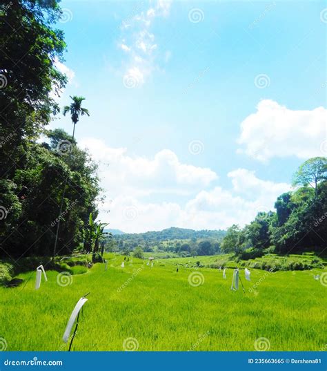 Beautiful Paddy Field In Sri Lanka Stock Image Image Of Field Lanka