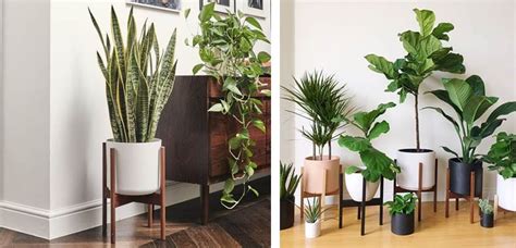 Decoración de interiores 2021 tendencias + 100 fotos. 6 plantas de interior fáciles para decorar tu hogar