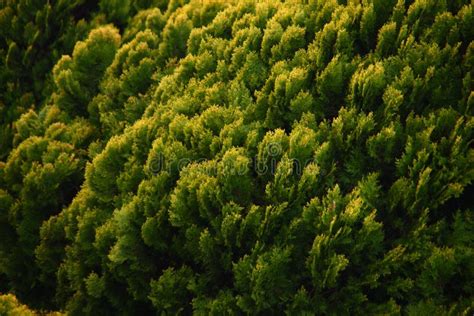 Detail In The Small Cypress Forest Stock Photo Image Of Trees