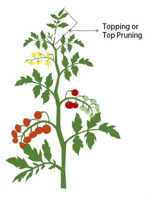 How To Prune Tomatoes Step By Step Guidelines Ofags