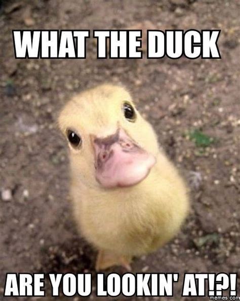 What The Duck