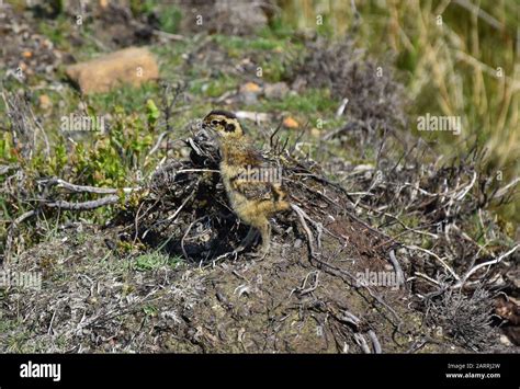 Adorable Ruffed Grouse Chick On The Moors In England Stock Photo Alamy