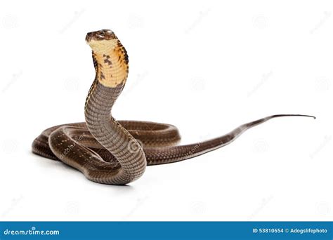 King Cobra Snake Ready To Strike Stock Photo Image 53810654