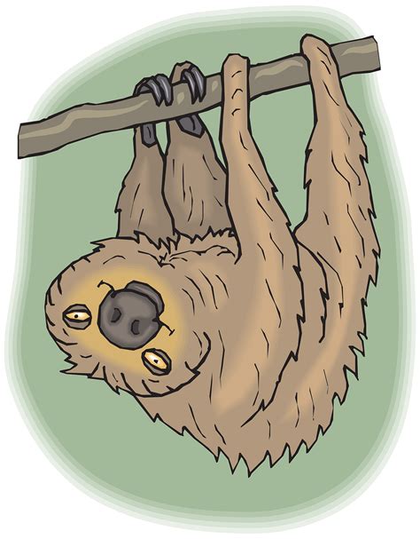 Two Toed Sloth Drawing