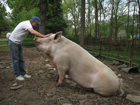 How Big Do Potbelly Pigs Get The Height Of Different Kinds Of Pigs