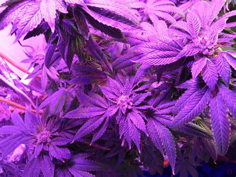 Purple Kush By Custom Breeder And Strain Strain Cannabis Seeds Information Growdiaries