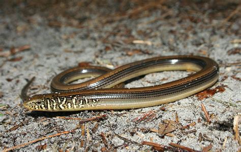 At first glance the legless lizard looks an awful lot like a snake, but there are some obvious differences. Endangered Reptiles in the Florida Everglades - Creeklife
