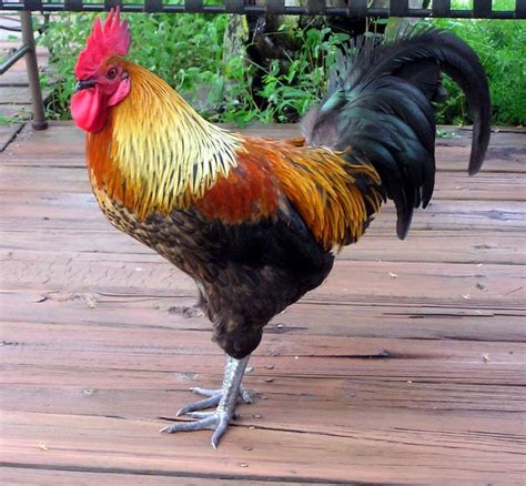 Rooster Breeds Pictures With Names Bing Images Chickens And