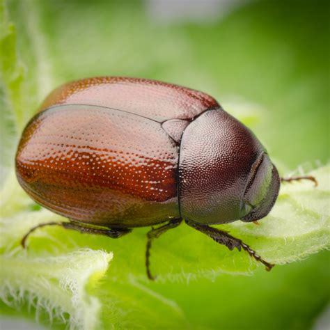 How To Get Rid Of June Bugs In Your Yard Change Comin