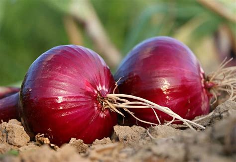 Our Picks For The Best Fertilizer For Onions Properly Rooted