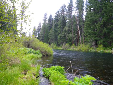 Native Trout Fly Fishing Central Oregon Escape Part 2 Of 3 Metolius