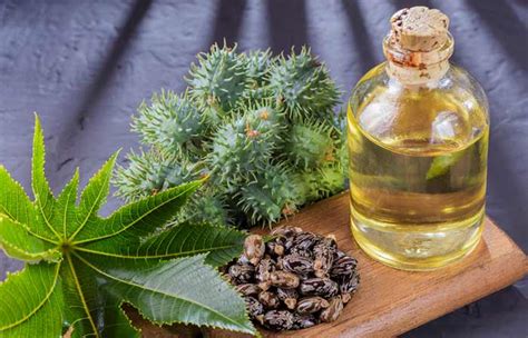 It also stops premature graying of hair and prevents hairs from dandruff. Ayurveda For Boils: How To Use Ayurvedic Remedies For Boils