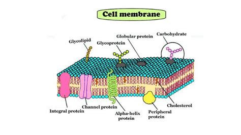 Cell Membrane Structure And Function Science Query